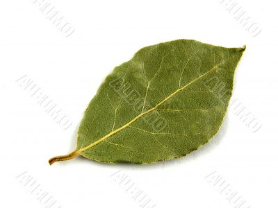 Seasoning, bay leaf