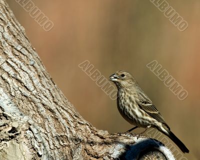 Female House Finch