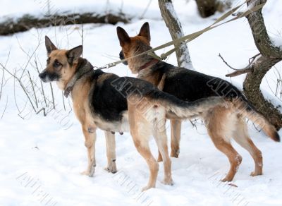 A pair on German shepherd