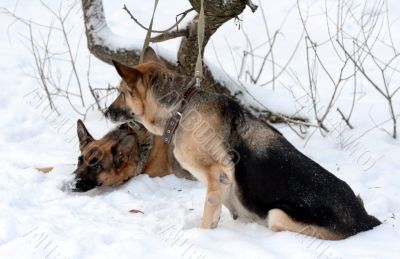 A pair on German shepherd