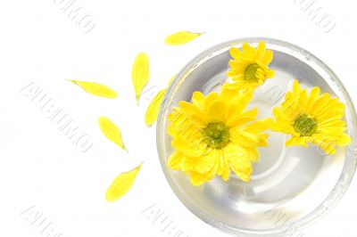 yellow flowers in water and petals