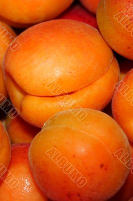 fresh apricot