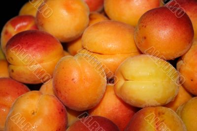 fresh apricot