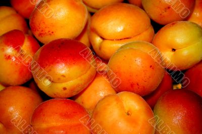 fresh apricot