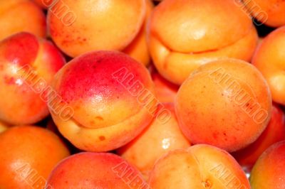 fresh apricot