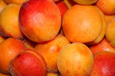 fresh apricot