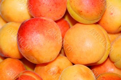 fresh apricot