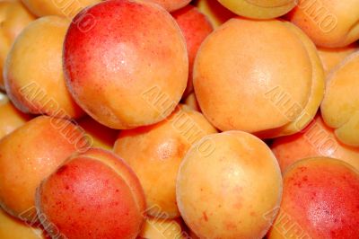 fresh apricot
