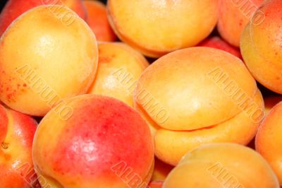 fresh apricot