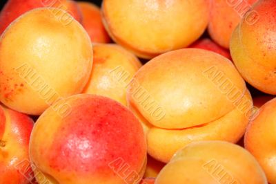 fresh apricot