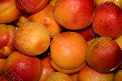 fresh apricot