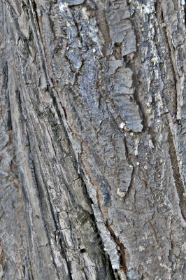 pattern and texture