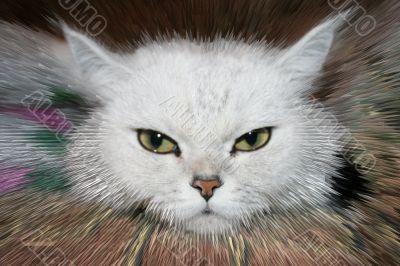 rest cat