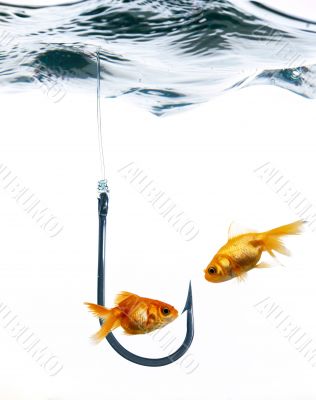 Golden fishes and hook