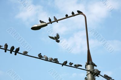 Pigeons