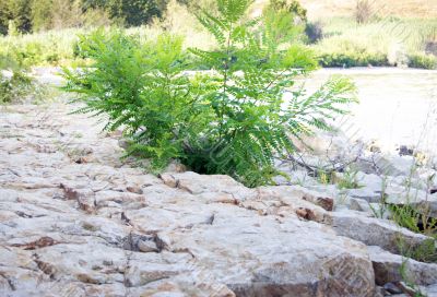 green plant