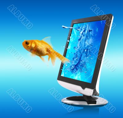 Fish and screen1