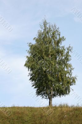 Lonely birch