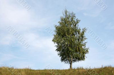 Lonely birch