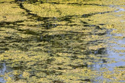 Marshy creek