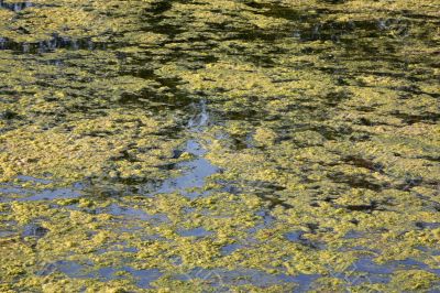 Marshy creek