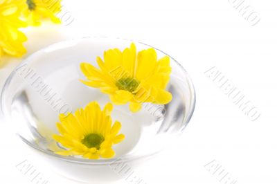 yellow flowers