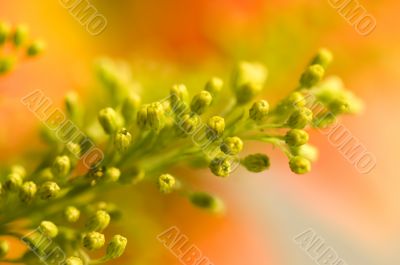 Yellow floret