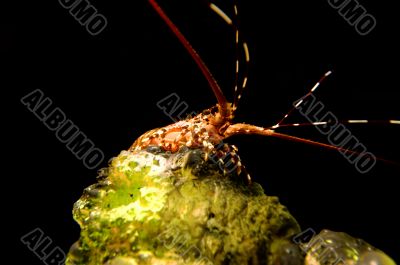 Coral with lobster