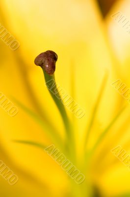 Stamen of yellow Lily
