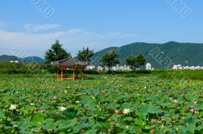 Lotus pond