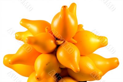 Solanum mammosum