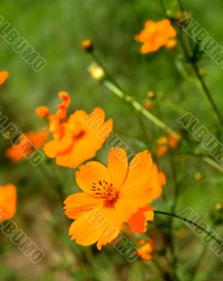 Orange marguerite