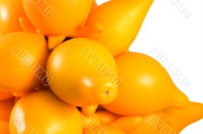 Solanum mammosum