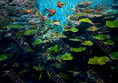 Corals with fish