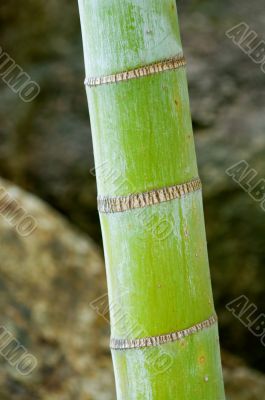 Bamboo