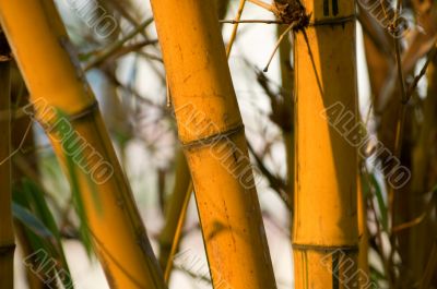 Bamboo