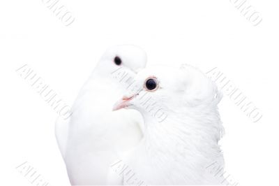 white doves