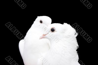 white doves