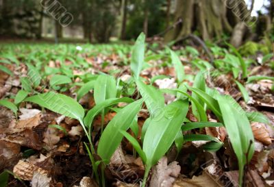 Ramson in spring