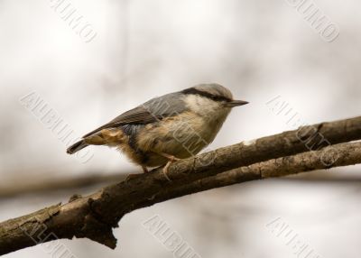 nuthatch