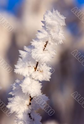 Hoarfrost