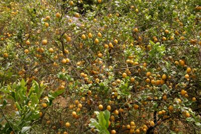 Large lemons at a lemon tree