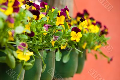 Row of flowerpots