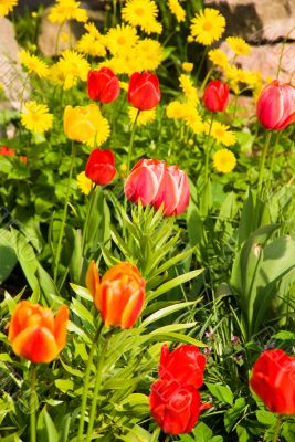 Red and yellow tulips