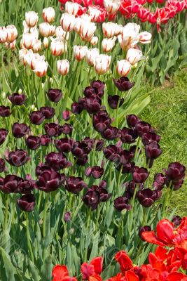 Colorful tulips