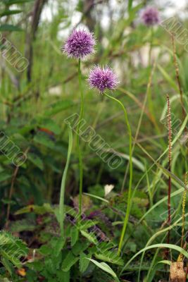 flowering wild leek