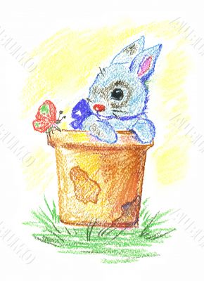 little rabbit