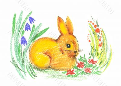 drawing of rabbit
