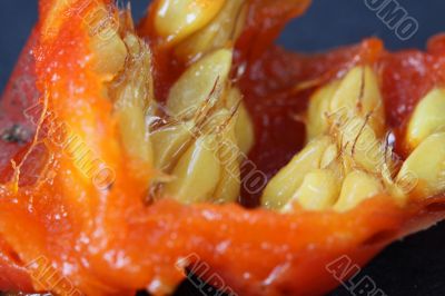 rosehip
