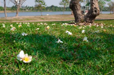 Flowers on the Grasses